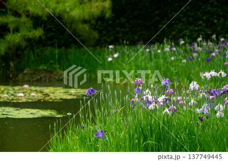 京都市左京区岡崎の平安神宮西神苑白虎池で咲き誇る雨の中の花菖蒲 京都市左京区岡崎の平安神宮西神苑白虎池で咲き誇る雨の中の花菖蒲 137749445