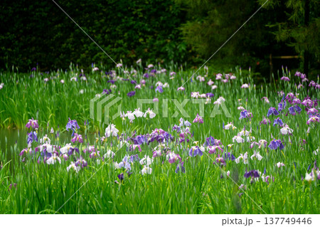 京都市左京区岡崎の平安神宮西神苑白虎池で咲き誇る雨の中の花菖蒲 137749446