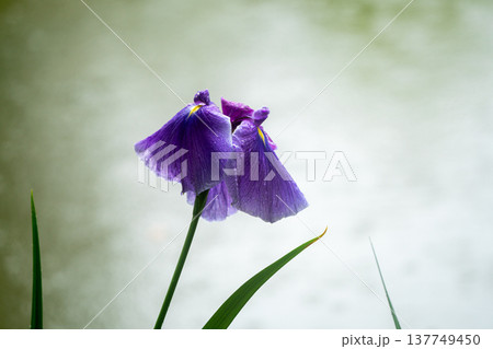 京都市左京区岡崎の平安神宮西神苑白虎池で咲き誇る雨の中の花菖蒲 137749450
