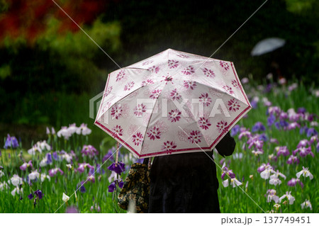 京都市左京区岡崎の平安神宮西神苑白虎池で咲き誇る雨の中の花菖蒲 京都市左京区岡崎の平安神宮西神苑白虎池で咲き誇る雨の中の花菖蒲 137749451