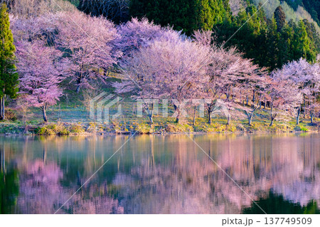 中綱湖のオオヤマザクラ 137749509