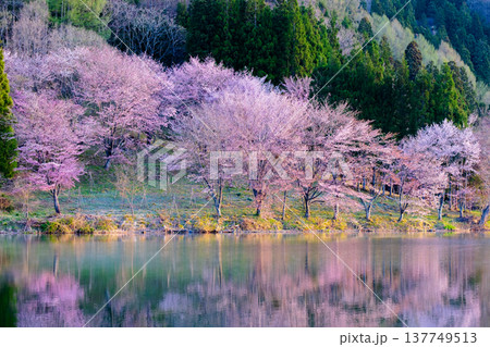 中綱湖のオオヤマザクラ 中綱湖のオオヤマザクラ 137749513