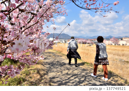 狩川両岸に咲く春めき桜とカップル 狩川両岸に咲く春めき桜とカップル 137749521
