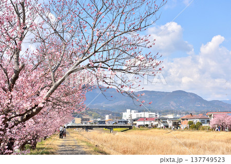狩川両岸に咲く春めき桜 狩川両岸に咲く春めき桜 137749523