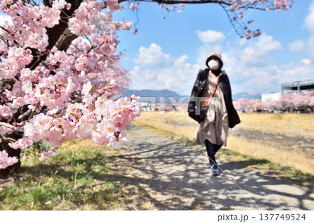狩川両岸に咲く春めき桜と女性 狩川両岸に咲く春めき桜と女性 137749524