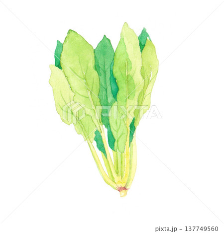 ほうれん草　水彩イラスト 137749560