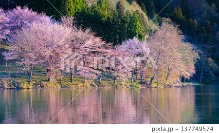 中綱湖のオオヤマザクラ 137749574