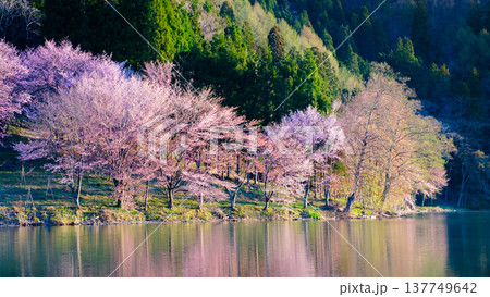 中綱湖のオオヤマザクラ 中綱湖のオオヤマザクラ 137749642