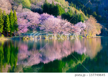 中綱湖のオオヤマザクラ 137749645