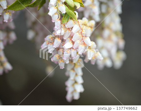 雨に濡れて咲く馬酔木(アセビ)の花 春の庭に咲く可憐な白い花 雨に濡れて咲く馬酔木(アセビ)の花 春の庭に咲く可憐な白い花 137749662
