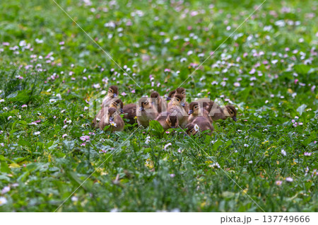 芝生を走るオシドリの子供 137749666