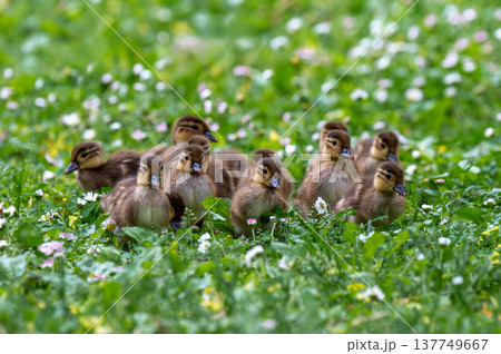 芝生を走るオシドリの子供 137749667
