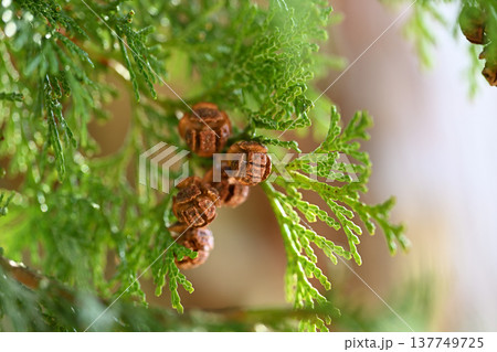 ヒノキ（桧）の果実 137749725