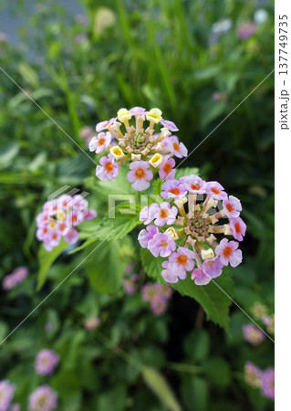 秋9月朝早く咲くピンクと黄色のランタナの花 秋9月朝早く咲くピンクと黄色のランタナの花 137749735