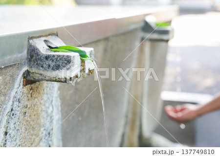 青葉を使用した手水 137749810