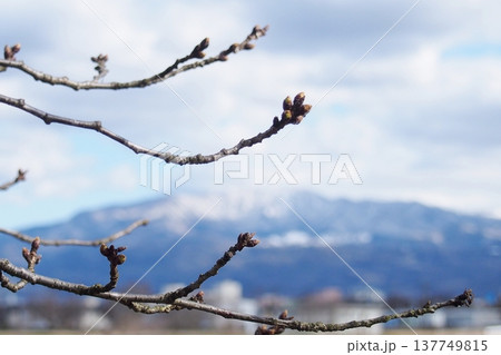 残雪の山を背景にした早春の桜の蕾 残雪の山を背景にした早春の桜の蕾 137749815