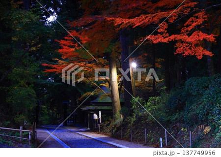 紅葉したモミジのトンネル 137749956