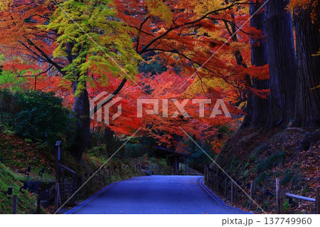 紅葉したモミジのトンネル 紅葉したモミジのトンネル 137749960