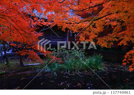 紅葉したモミジのトンネル 紅葉したモミジのトンネル 137749961