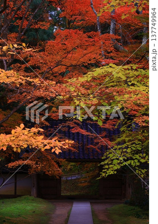 紅葉したモミジのトンネル 紅葉したモミジのトンネル 137749964