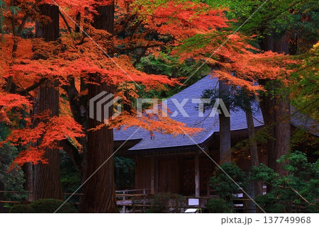 紅葉したモミジのトンネル 137749968