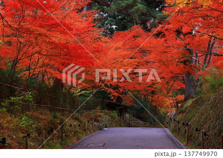 紅葉したモミジのトンネル 紅葉したモミジのトンネル 137749970
