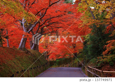 紅葉したモミジのトンネル 137749971