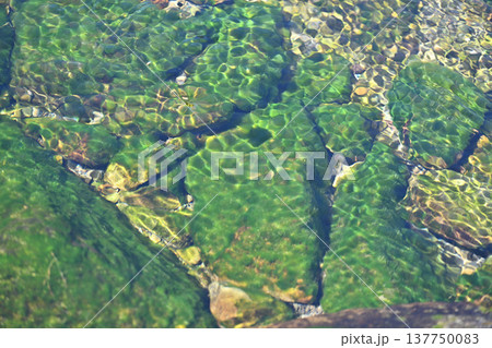 早春の清流と珪藻（ケイソウ） 137750083