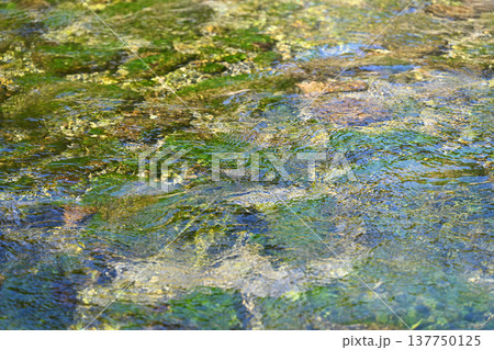 早春の清流と珪藻（ケイソウ） 137750125