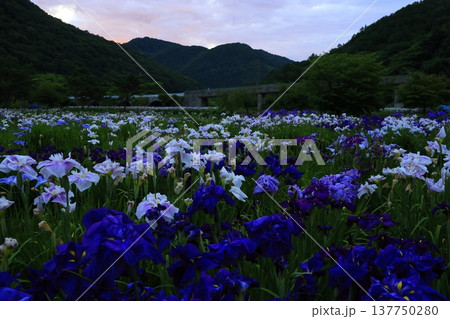 満開のアヤメ 137750280