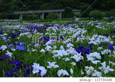満開のアヤメ 137750286