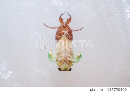 セミの羽化 137750509