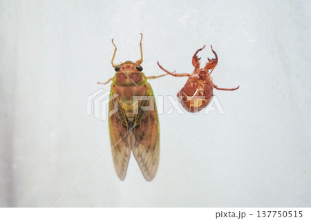 セミの羽が徐々に緑から茶色になる セミの羽が徐々に緑から茶色になる 137750515