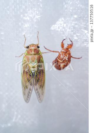 セミの羽が徐々に緑から茶色になる（縦） 137750516