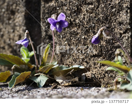 ヒメスミレ 137750717