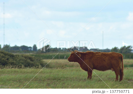 Brown Highland Cow Standing in Green Meadow Landscape Under Cloudy Sky Brown Highland Cow Standing in Green Meadow Landscape Under Cloudy Sky 137750771