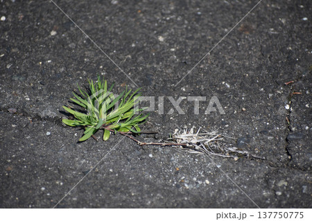 アスファルトから生える植物 アスファルトから生える植物 137750775