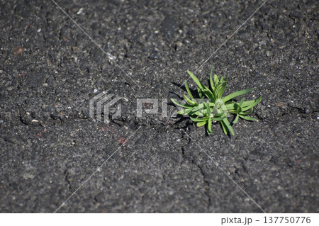 アスファルトから生える植物 アスファルトから生える植物 137750776