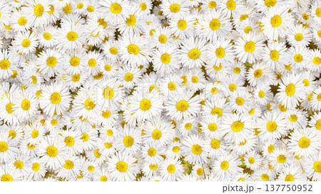 Top view close up of a group of white petal flowers with yellow center pollens. Nature Background. Top view close up of a group of white petal flowers with yellow center pollens. Nature Background. 137750952