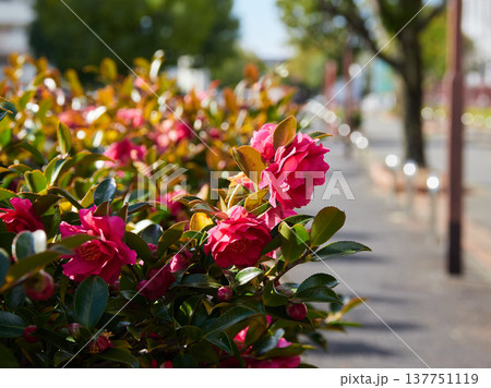 冬の住宅地の満開の椿の花の風景 冬の住宅地の満開の椿の花の風景 137751119