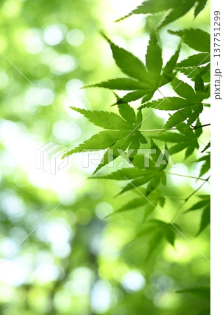 春の光を浴びる青もみじ 137751299