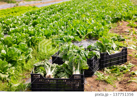 Closeup ripe chard in boxes on farm field 137751356