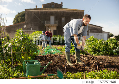 Young man weeding garden beds with hoe 137751486