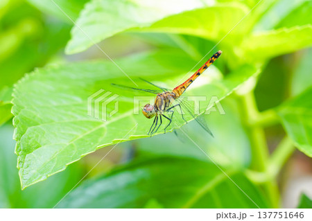 葉に止まるアキアカネ(赤とんぼ) 137751646
