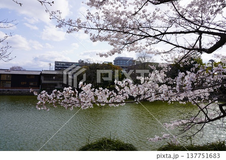 桜　岡山城 137751683