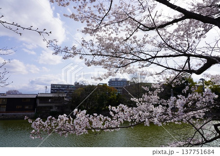 桜 岡山城 桜 岡山城 137751684