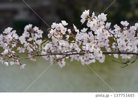 桜 岡山城 桜 岡山城 137751685