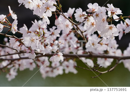 桜 岡山城 桜 岡山城 137751691