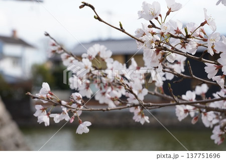 桜 岡山城 桜 岡山城 137751696