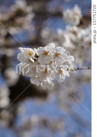 桜　岡山城 137751720